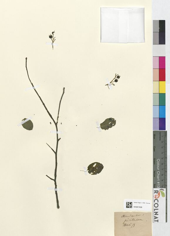 Amelanchier vulgaris (Rosaceae)