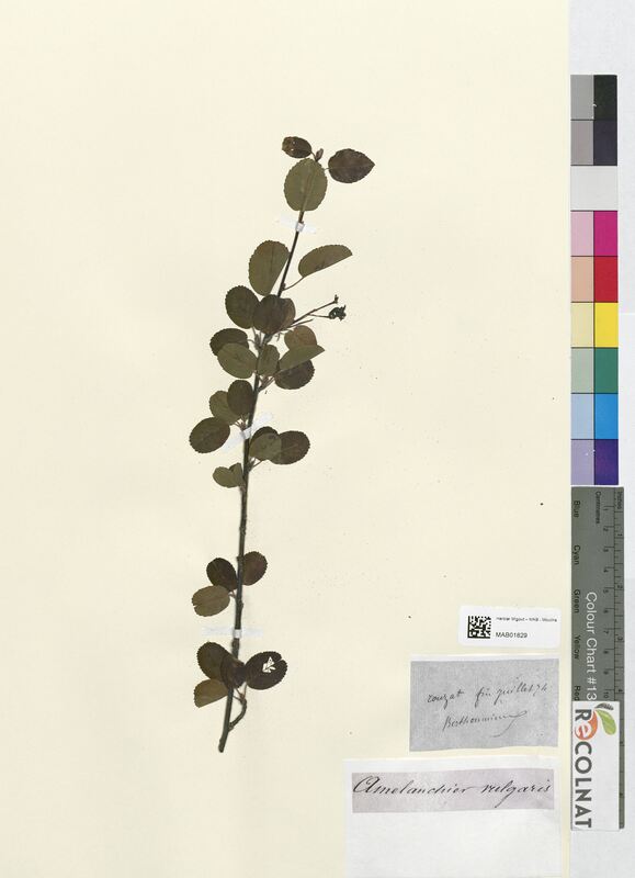 Amelanchier vulgaris (Rosaceae)