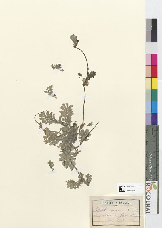 Potentilla anserina (Rosaceae)