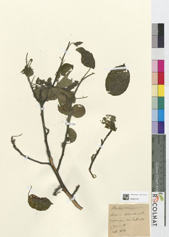 Malus communis (Rosaceae)