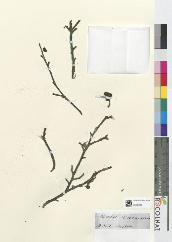 Malus communis (Rosaceae)