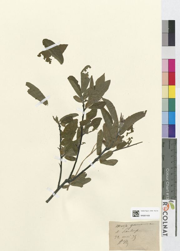 Mespilus germanica (Rosaceae)