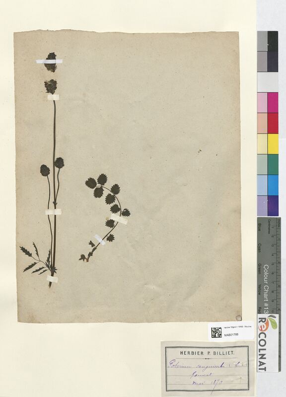 Poterium sanguisorba (Rosaceae)