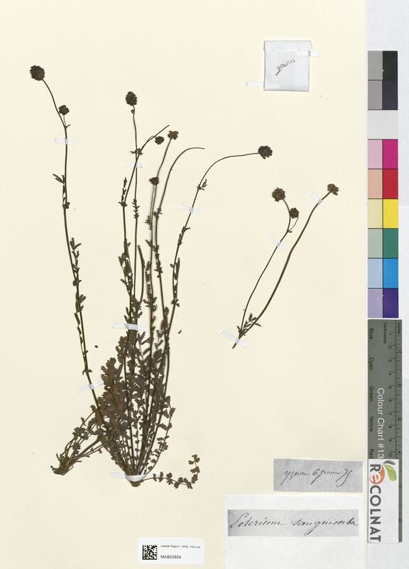 Poterium sanguisorba (Rosaceae)