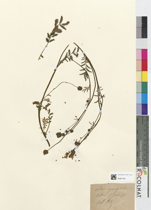 Poterium guestphalicum (Rosaceae)