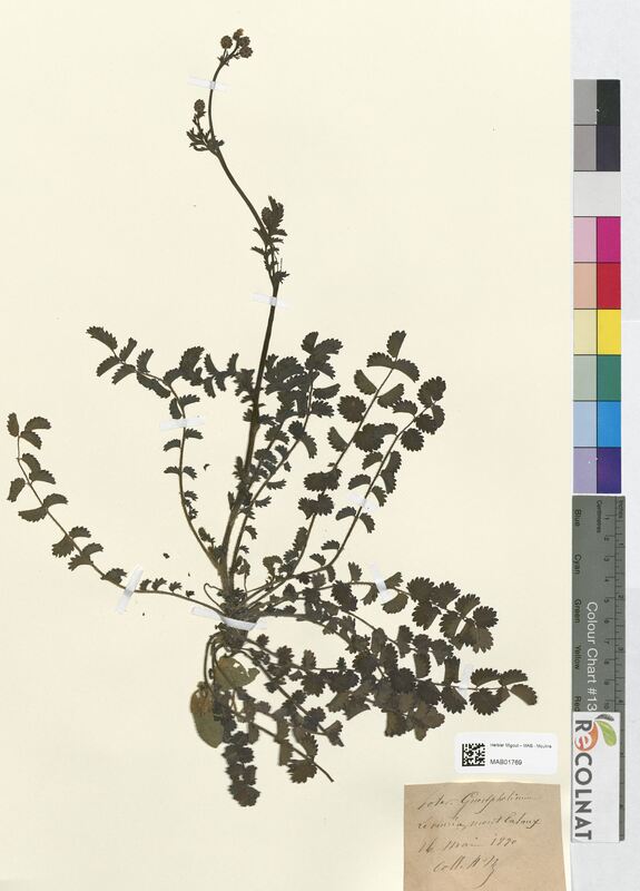 Poterium guestphalicum (Rosaceae)