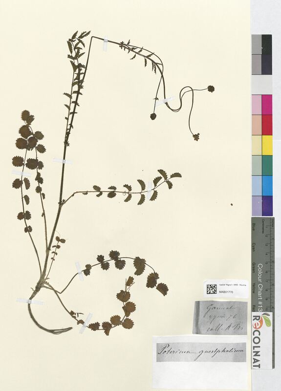 Poterium guestphalicum (Rosaceae)
