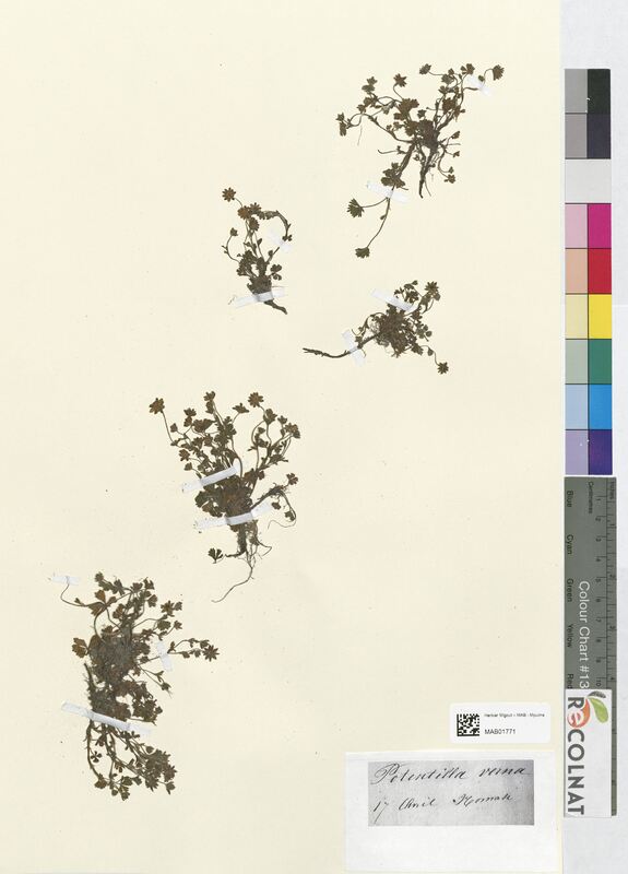 Potentilla verna (Rosaceae)