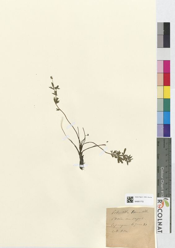 Potentilla tormentilla (Rosaceae)