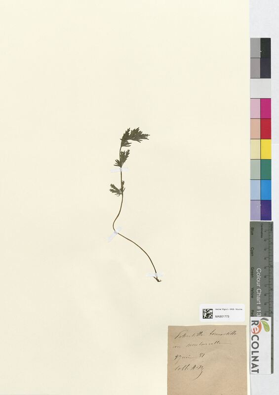 Potentilla tormentilla (Rosaceae)