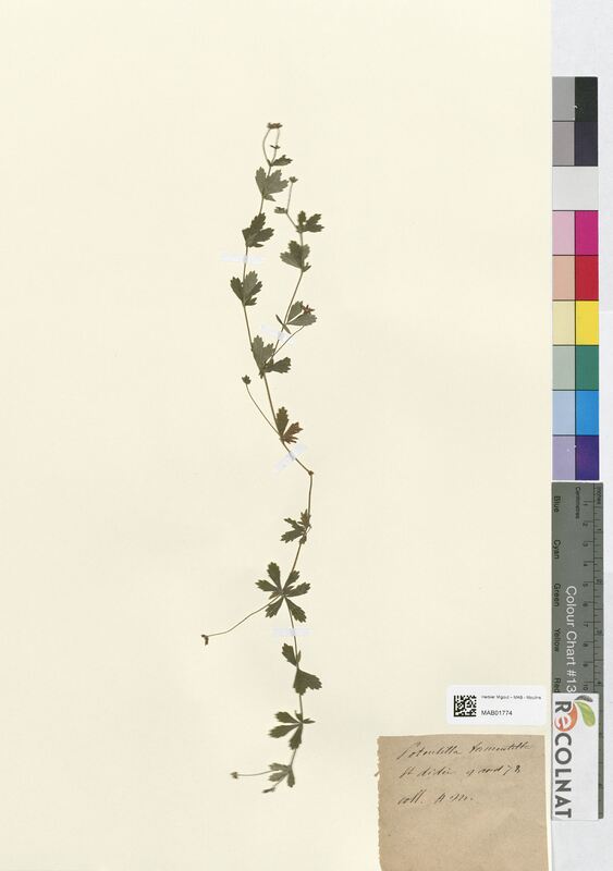 Potentilla tormentilla (Rosaceae)