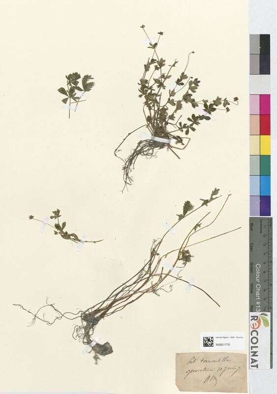 Potentilla tormentilla (Rosaceae)