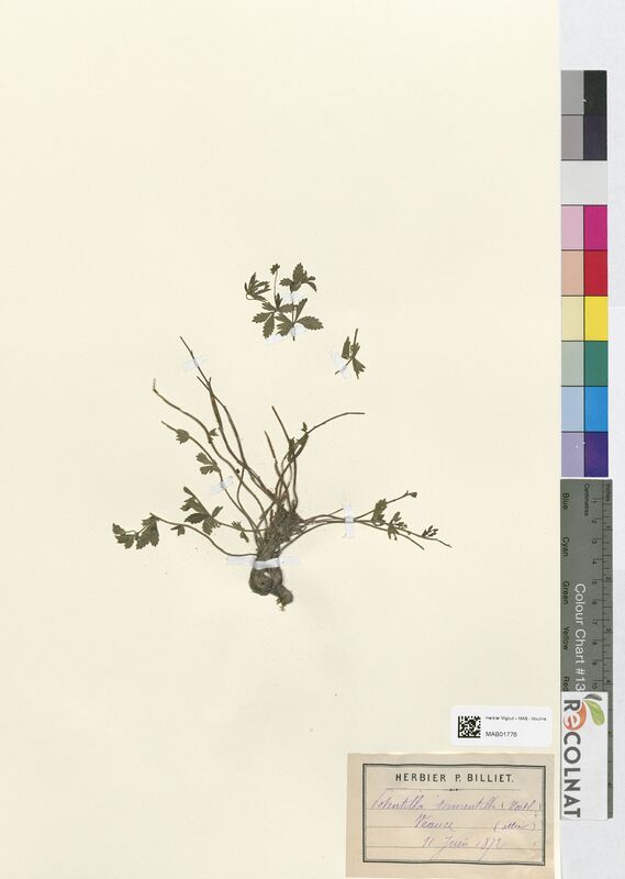 Potentilla tormentilla (Rosaceae)