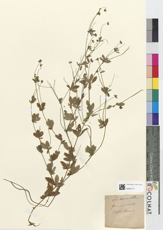 Potentilla tormentilla (Rosaceae)