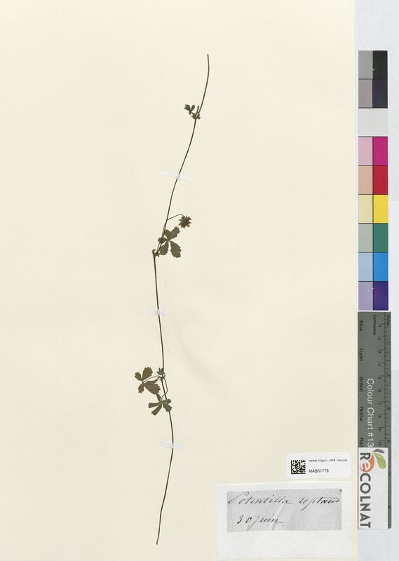 Potentilla reptans (Rosaceae)