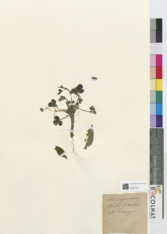 Potentilla fragariastrum (Rosaceae)