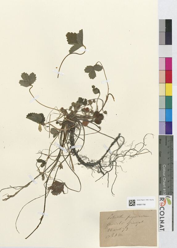 Potentilla fragariastrum (Rosaceae)