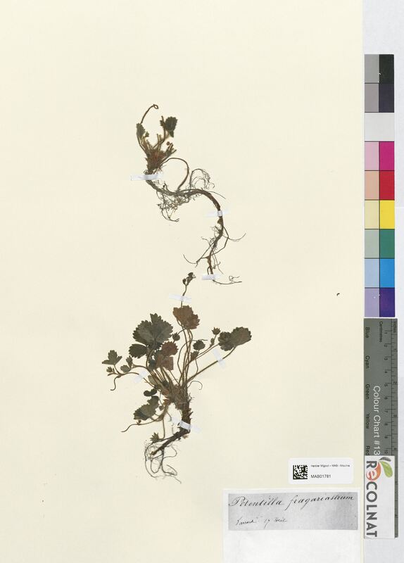 Potentilla fragariastrum (Rosaceae)