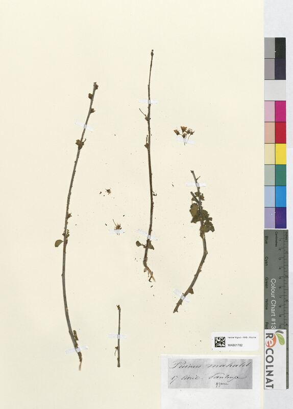 Prunus mahaleb (Rosaceae)