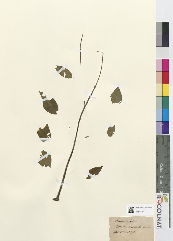 Prunus padus (Rosaceae)