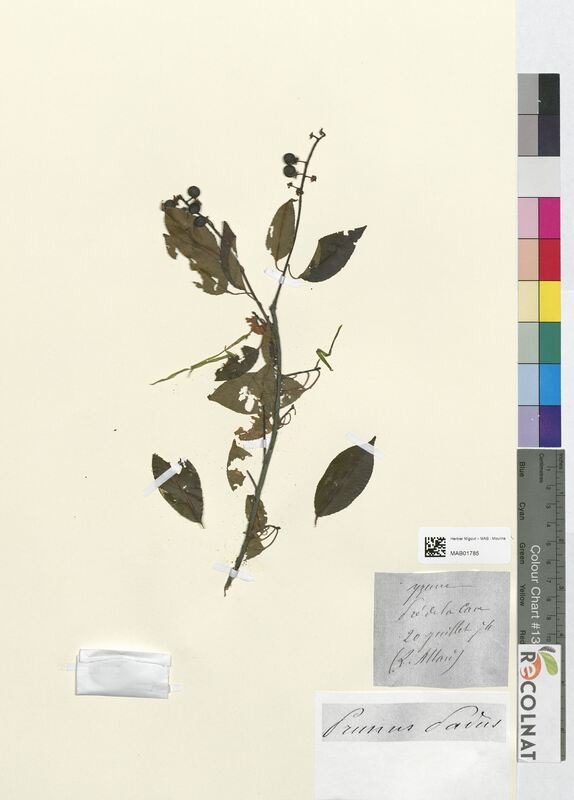 Cerasus padus (Rosaceae)