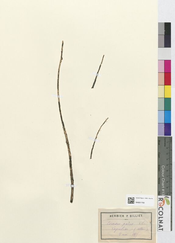 Prunus padus (Rosaceae)