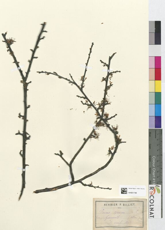 Prunus spinosa (Rosaceae)