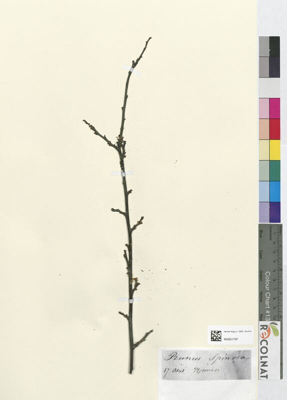 Prunus spinosa (Rosaceae)
