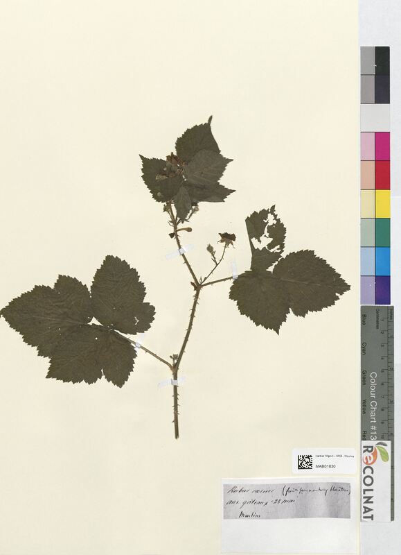 Rubus caesius (Rosaceae)