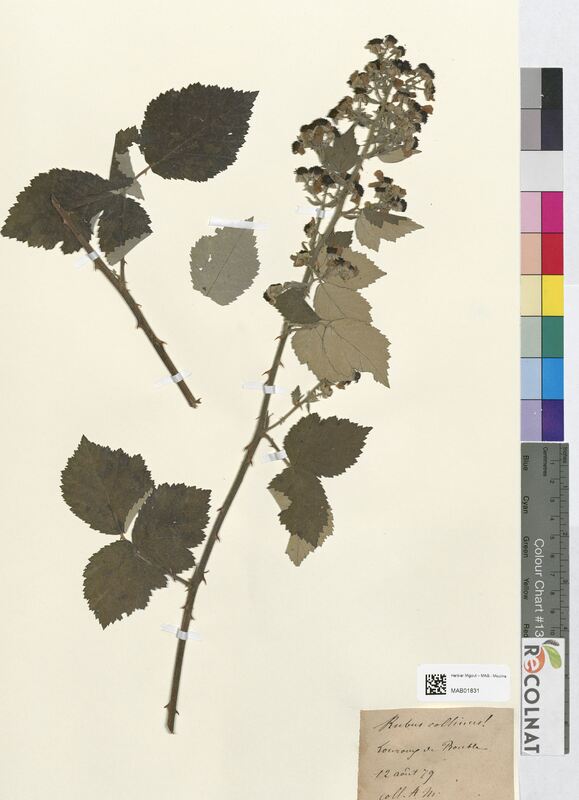 Rubus collinus (Rosaceae)