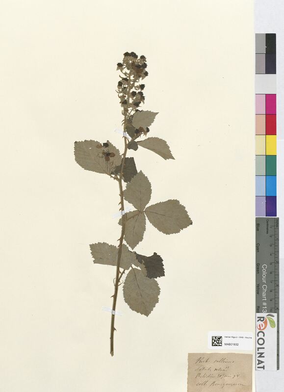 Rubus collinus (Rosaceae)