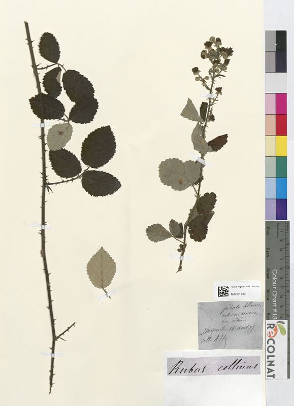 Rubus collinus (Rosaceae)