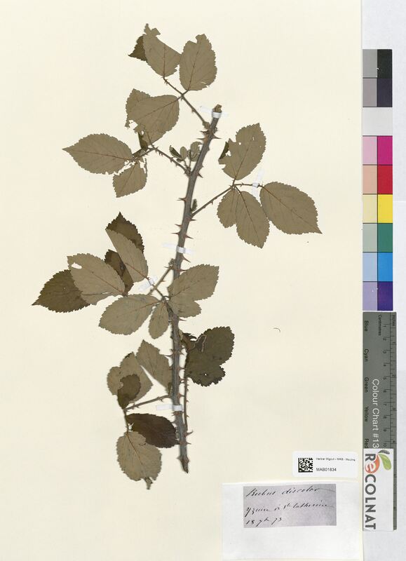 Rubus discolor (Rosaceae)