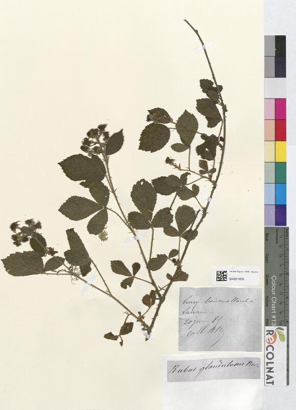 Rubus glandulosus (Rosaceae)