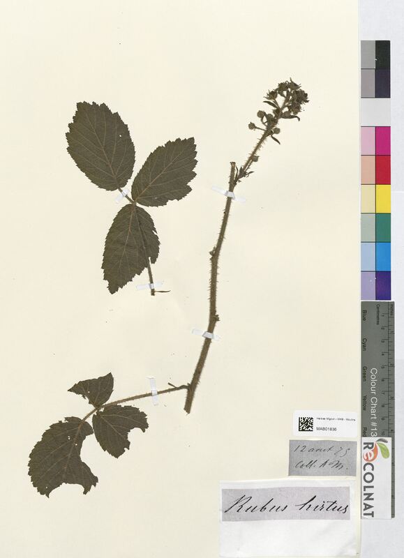 Rubus hirtus (Rosaceae)