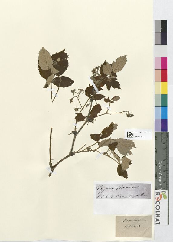 Rubus canescens (Rosaceae)