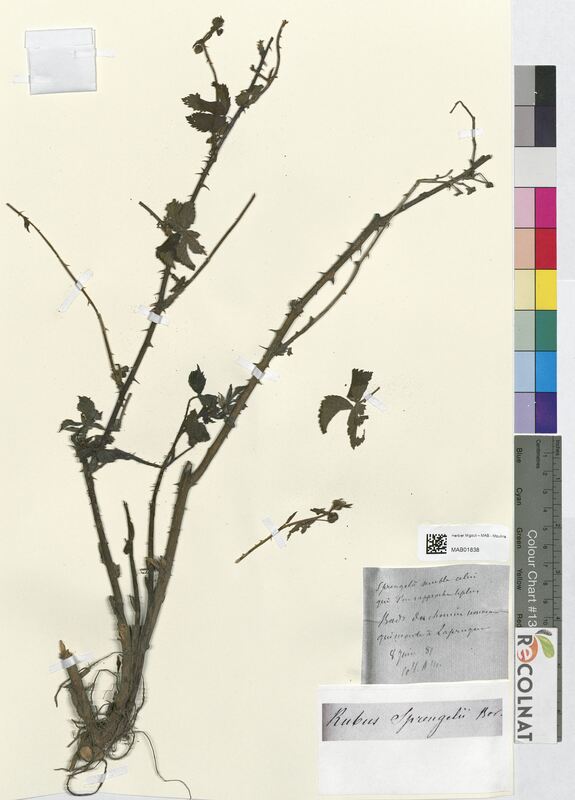 Rubus sprengelii (Rosaceae)