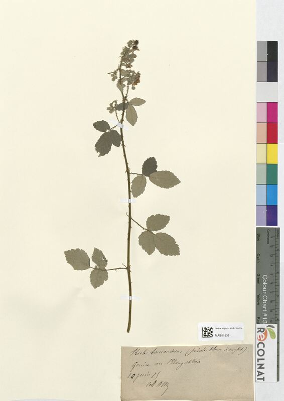 Rubus tomentosus (Rosaceae)