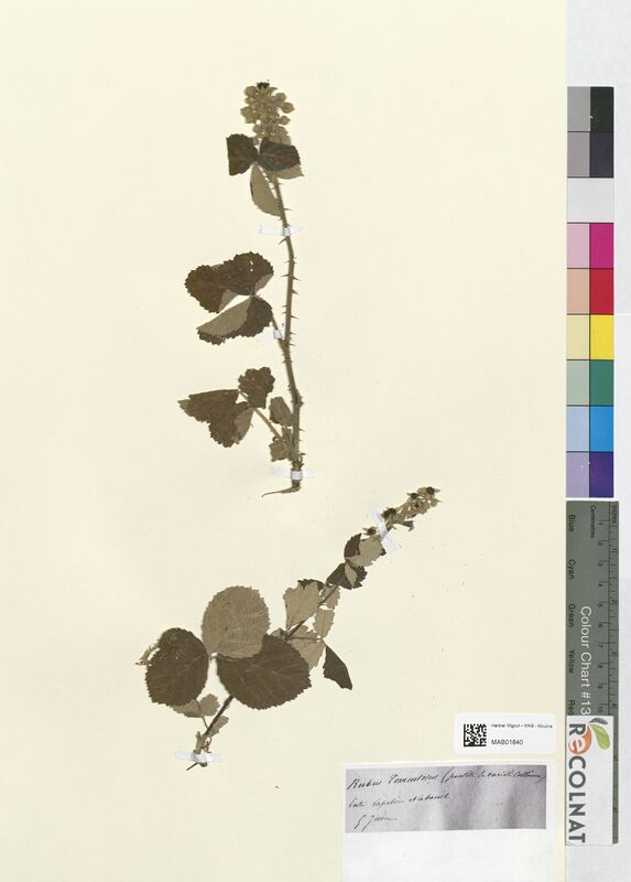 Rubus tomentosus (Rosaceae)