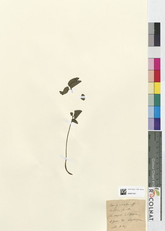 Sanguisorba officinalis (Rosaceae)