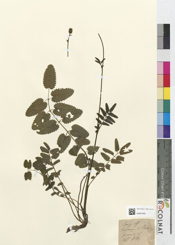 Sanguisorba officinalis (Rosaceae)