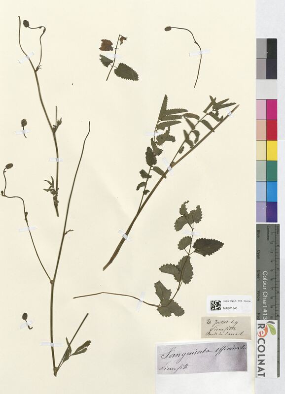 Sanguisorba officinalis (Rosaceae)