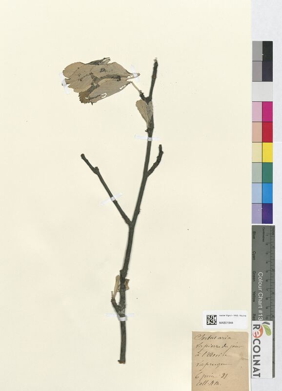 Sorbus aria (Rosaceae)