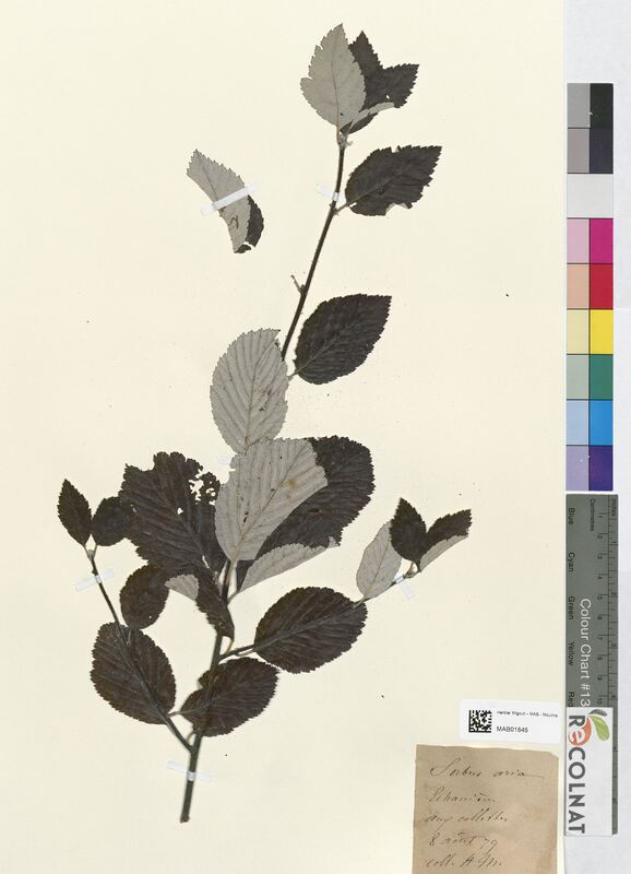 Sorbus aria (Rosaceae)