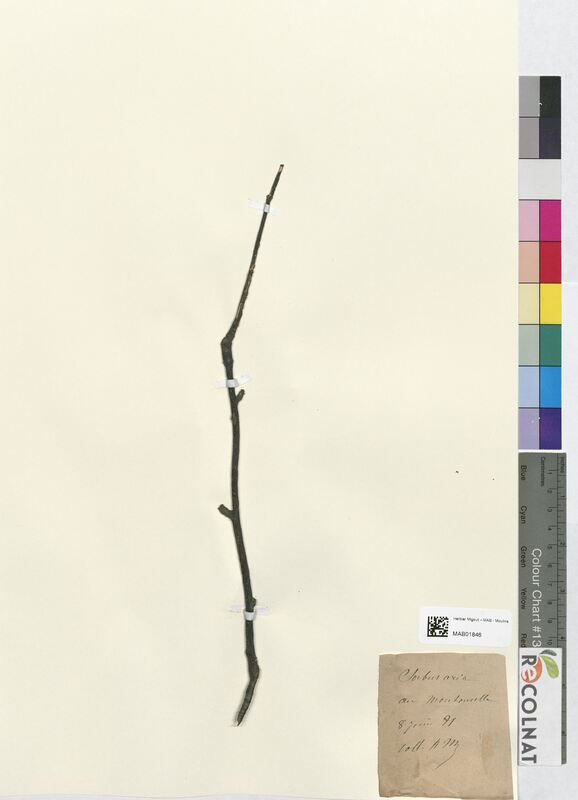 Sorbus aria (Rosaceae)