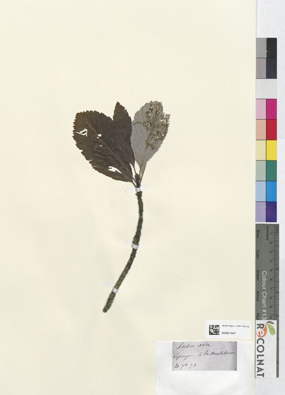 Sorbus aria (Rosaceae)