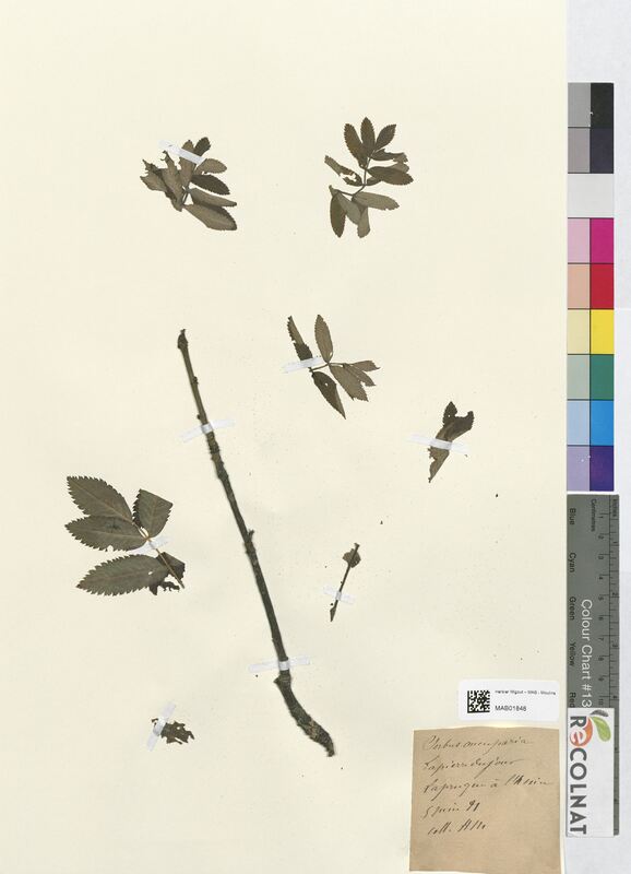 Sorbus aucuparia (Rosaceae)