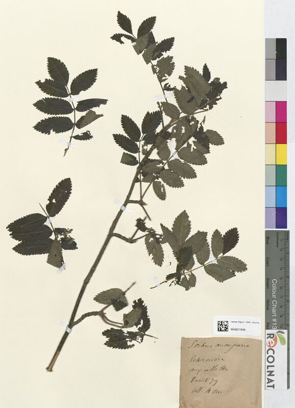 Sorbus aucuparia (Rosaceae)