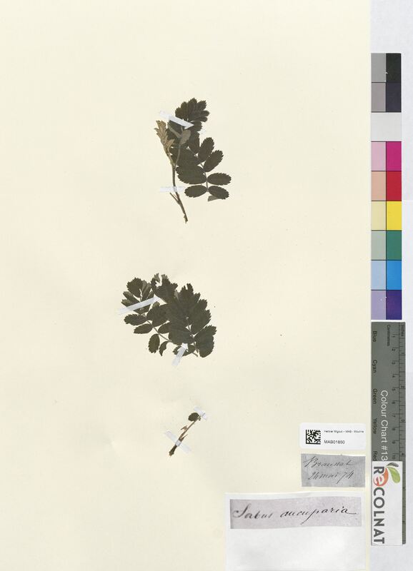 Sorbus aucuparia (Rosaceae)
