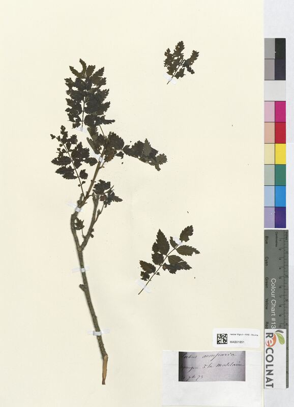 Sorbus aucuparia (Rosaceae)